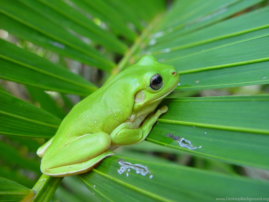 Frog Jumping Wallpaper.