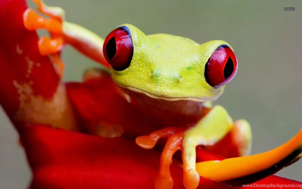 Red eyed Tree Frog Wallpapers   Animal Wallpapers