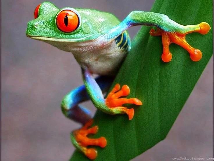 Cute Frogs On Pinterest