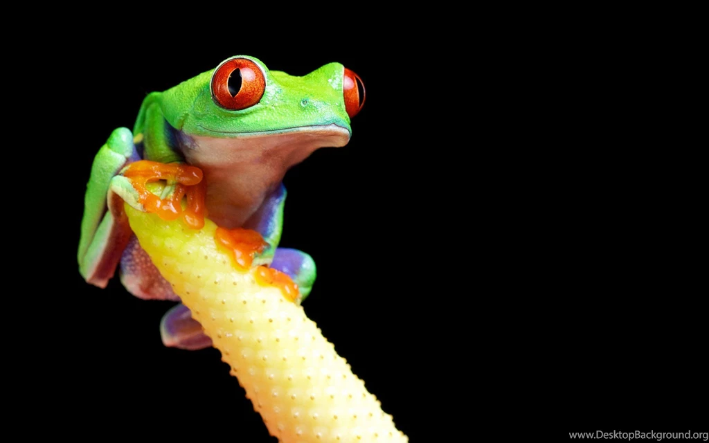 Tree Frog Wallpaper.