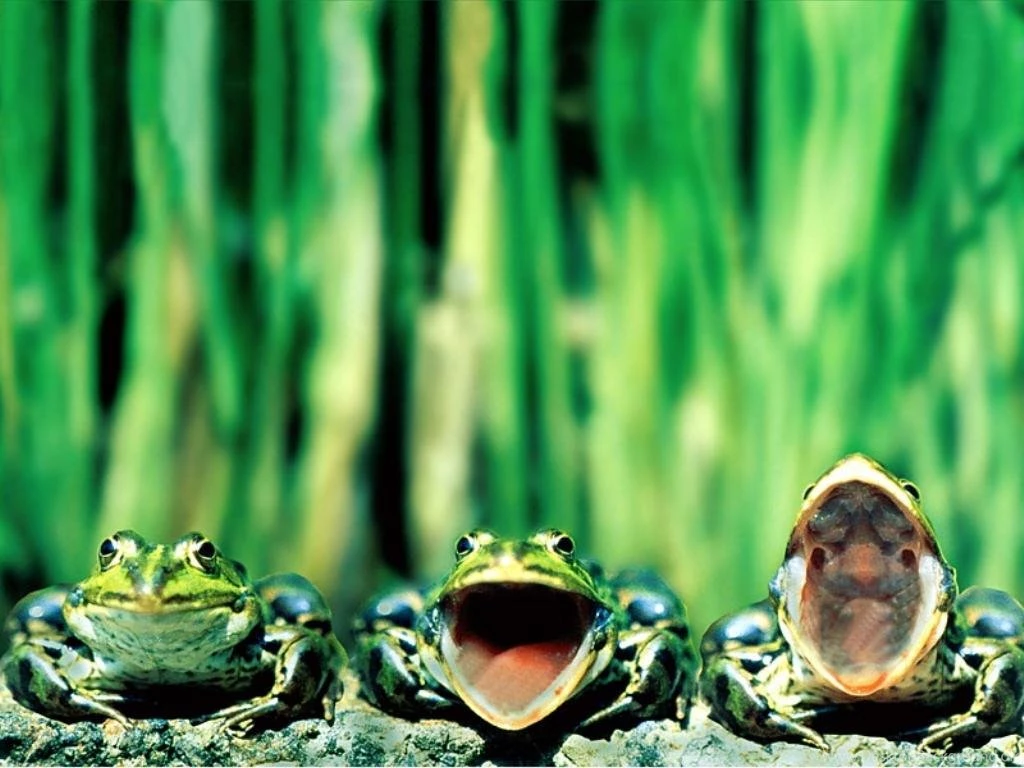 Tree Frogs « Free Wallpapers 1024x768 Download Desktop Pictures HD