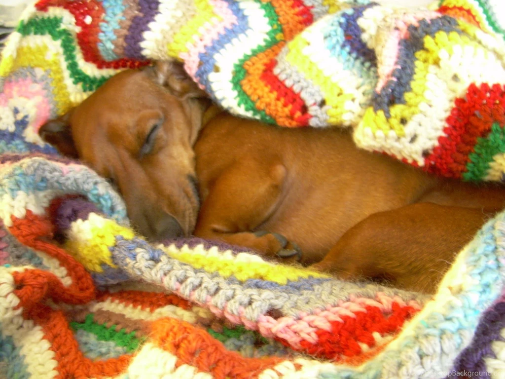 Pics Of Baby Wiener Dogs Wallpapers