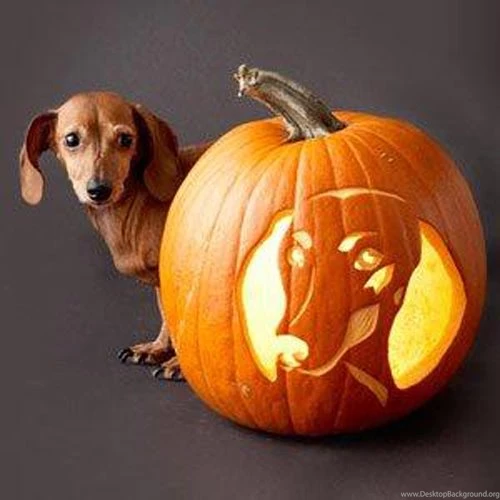 Cute Halloween Dachshund Photo And Wallpaper. Beautiful Cute ...