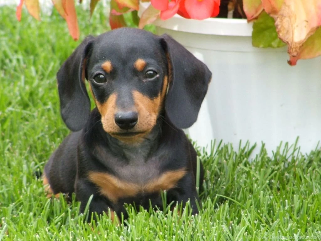 Jestingstock.com Cute Dachshund Wallpapers