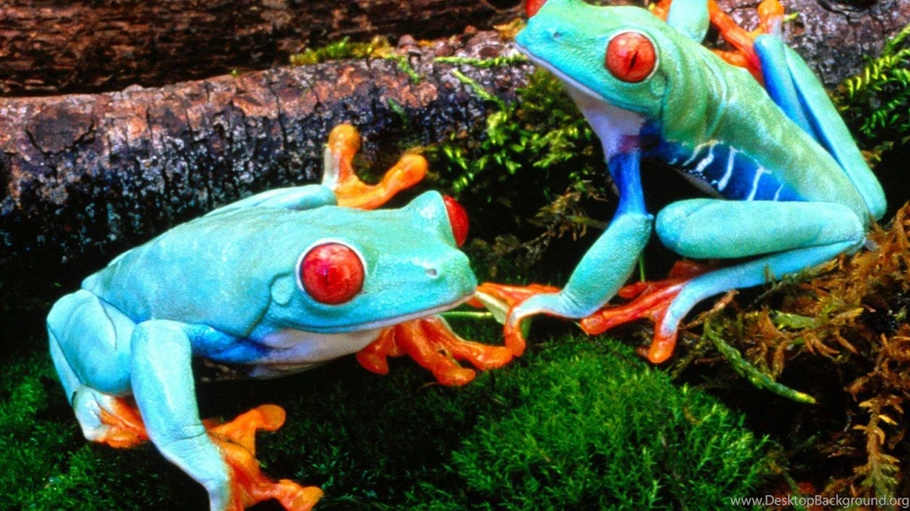 Red Eyed Tree Frog Amphibians Frogs Tree Frogs Wallpapers ...