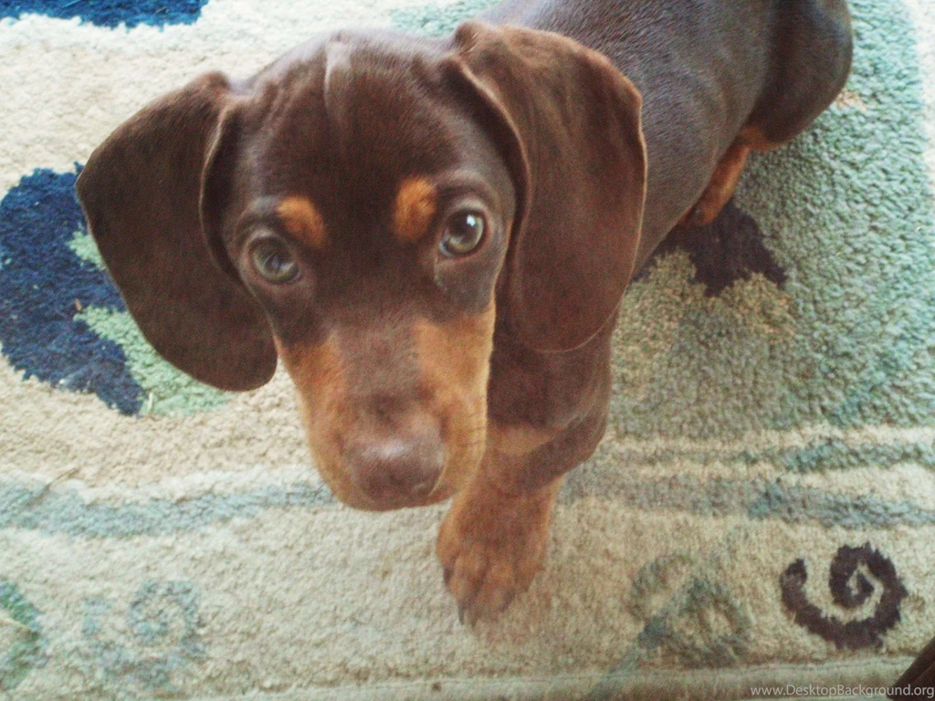 Images Of Baby Wiener Dogs Wallpapers