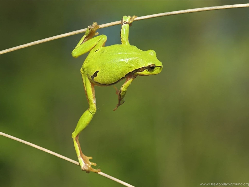 Pin Animals Colorful Red Eyed Tree Frog Picture Nr 39896 On Pinterest