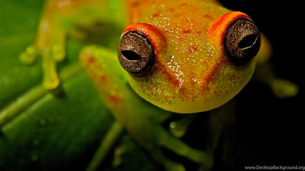 67 Tree Frog HD Wallpapers