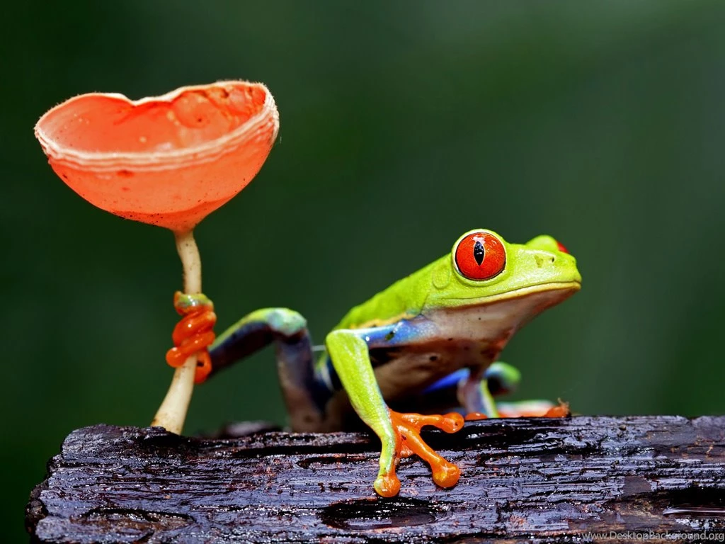 Tree Frog Costa Rica Images ANIMALS ANIMALS