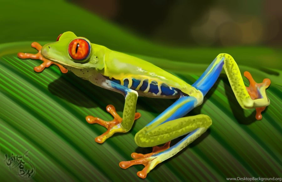 Red Eyed Tree Frog Wallpaper.
