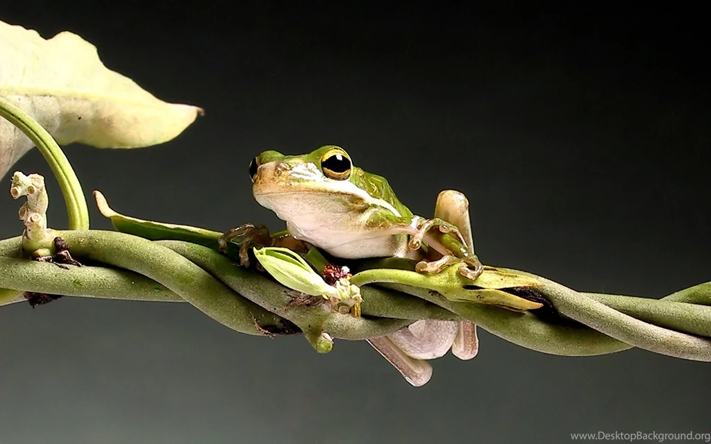 Desktop Wallpapers · Gallery · Animals · Agalychnis Callidryas Red ...
