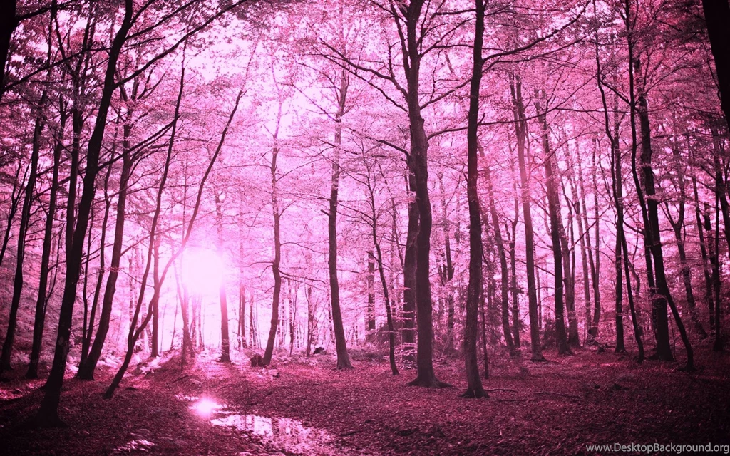 Enchanted Forest Backgrounds Wallpapers Cave