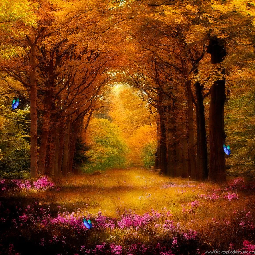 Enchanted Forest Premade Backgrounds By VIRGOLINEDANCER1 On DeviantArt