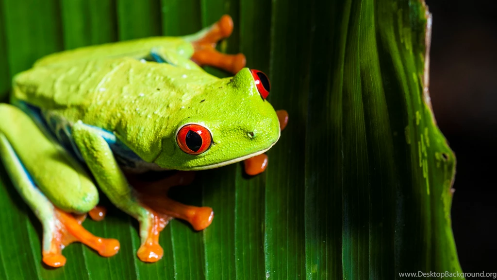 Red eye tree frog Computer Wallpapers, Desktop Backgrounds ...