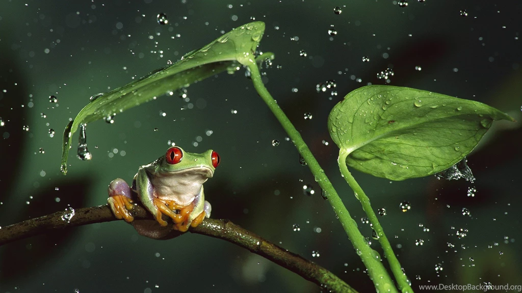 Nature Rain Jungle Animals Leaves Frogs Water Drops Macro Depth Of ...