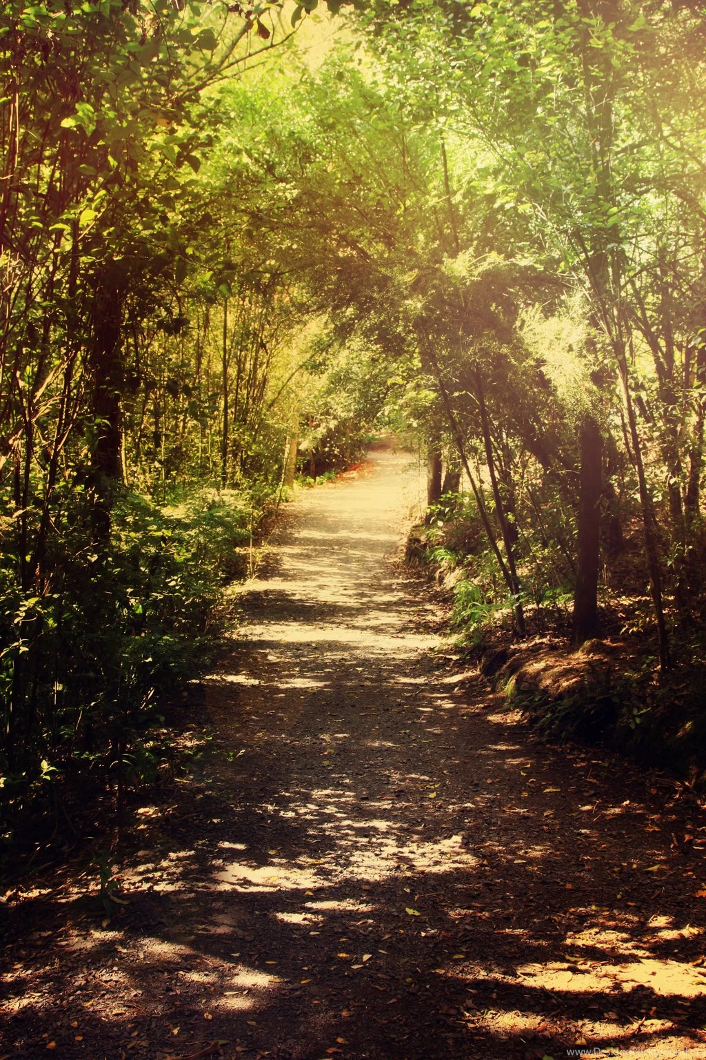 Enchanted Forest 6 By CathleenTarawhiti On DeviantArt