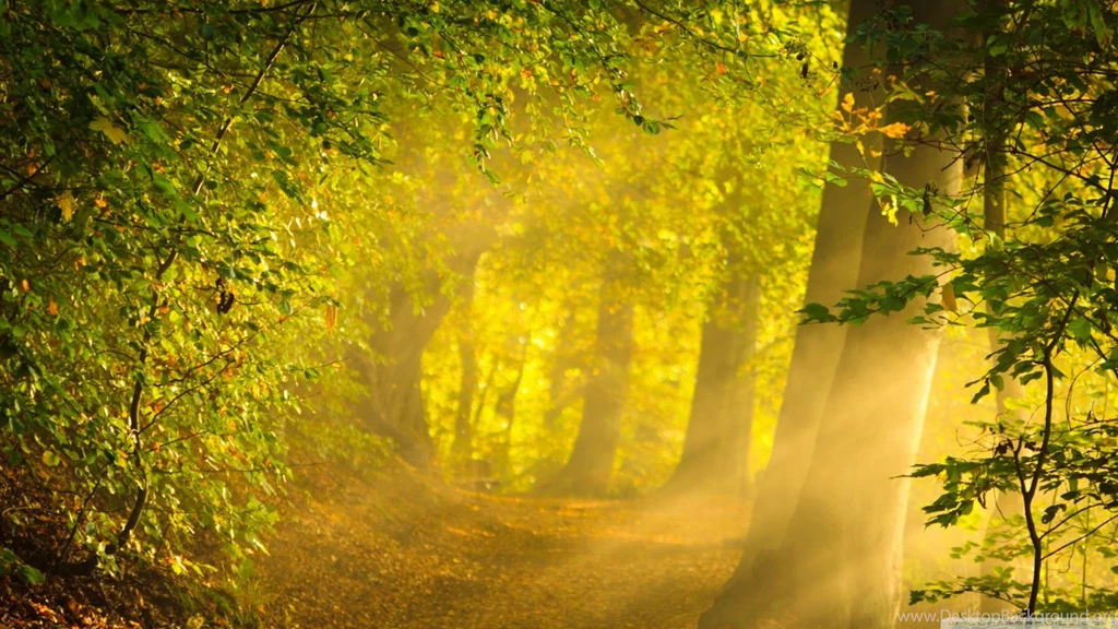 Enchanted Forest HD Desktop Wallpapers : Widescreen : High ...