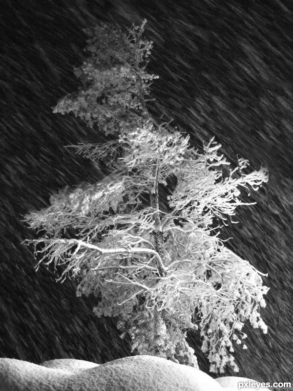 SnowStormTree   Nature   E Reader Backgrounds   Kindle ...