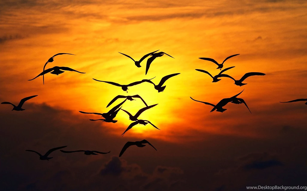 1920x1200px Flying Birds Hdwallpapers In