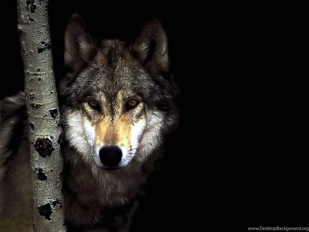 Wolf Wallpapers Wild Wolf Animal Wallpapers Gallery