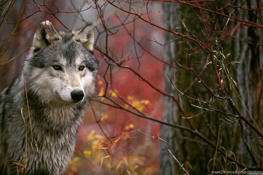 Wolf Wallpapers
