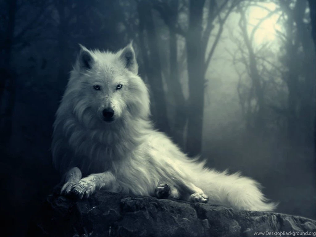 Beautiful Wolf Pictures Desktop Backgrounds