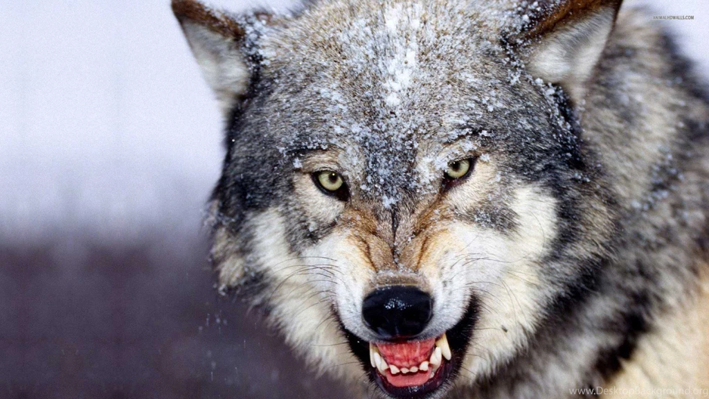 Beautiful Wolf Wallpapers Wallpapers Cave