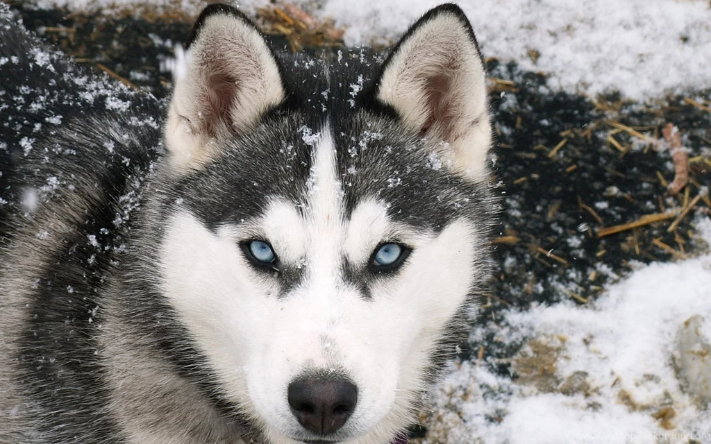 Grey Wolf Wallpapers
