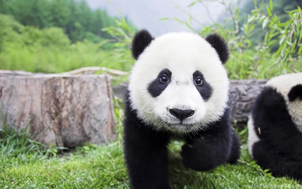 Jestingstock.com Baby Giant Pandas Wallpapers