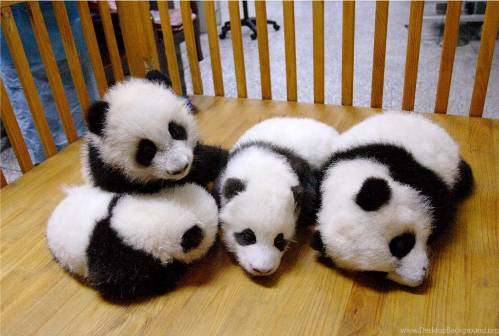 Baby Panda Wallpapers Downloads 9493 Amazing Wallpaperz