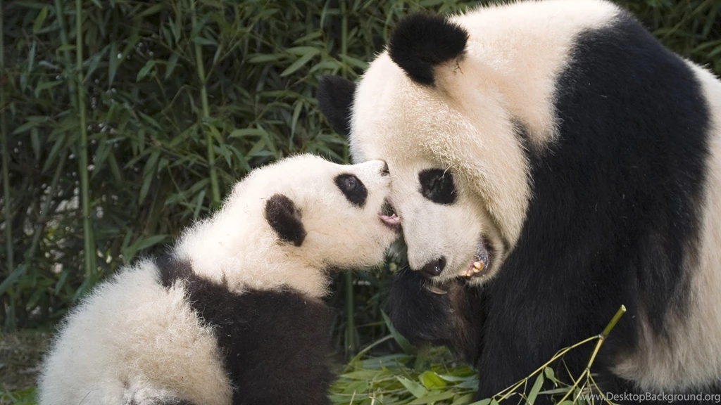 Baby Panda Wallpapers 355 WallPey