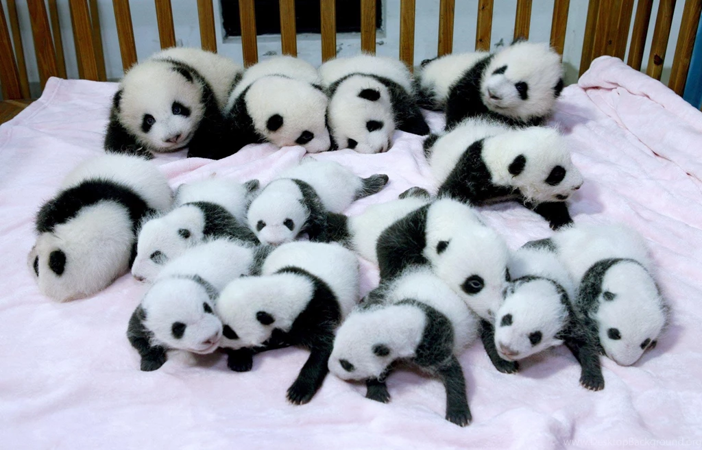 Baby Panda Computer Wallpapers 9454 Amazing Wallpaperz