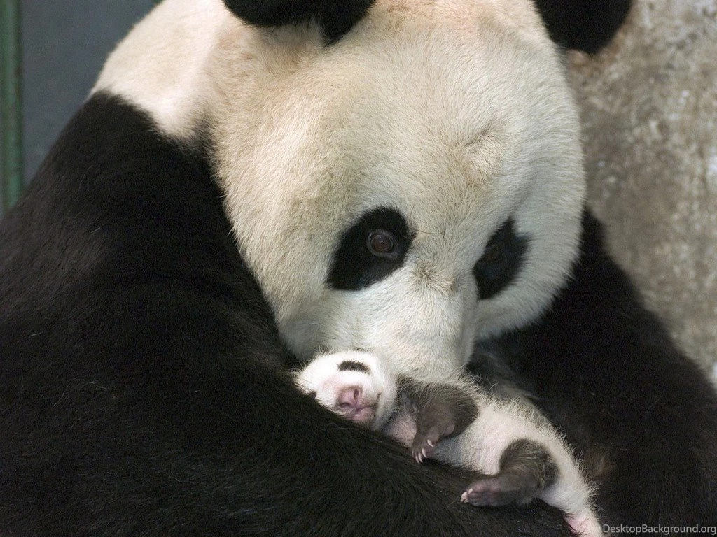 Magnificent Panda Wallpapers