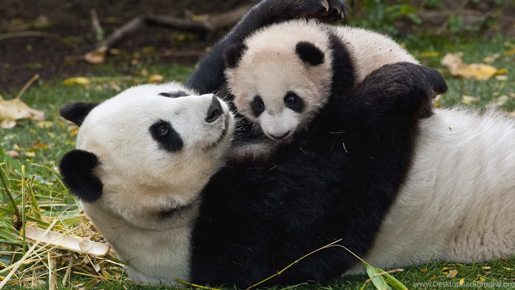 Baby Panda Wallpapers Wide 361 WallPey