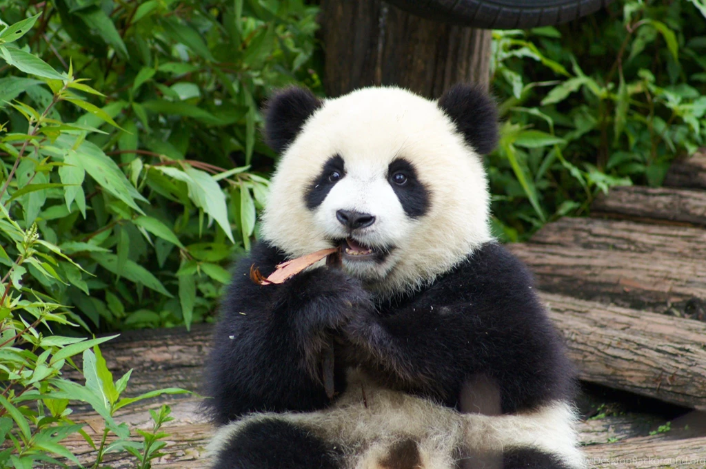 New Born Baby Pandas Wallpaper.