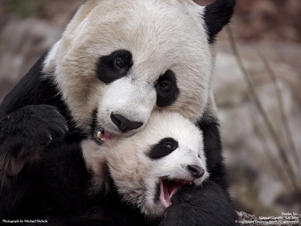 Baby Pandas Pictures Widescreen HD Wallpapers