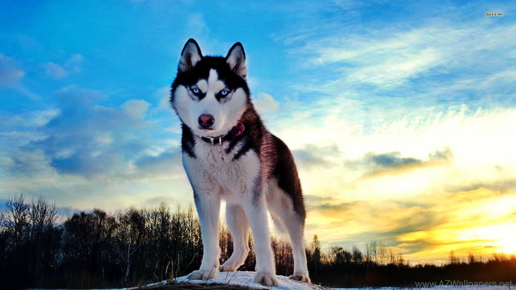 Siberian Husky Dog : Temperament, Training, Pictures And Video ...