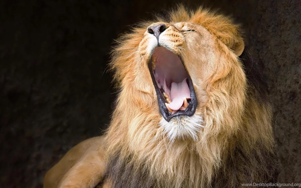 Lion Amazing Face Hd Images.jpg   Wallpaperss HD