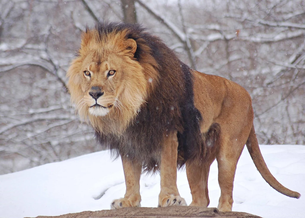 3d Lion Pics Wallpapers