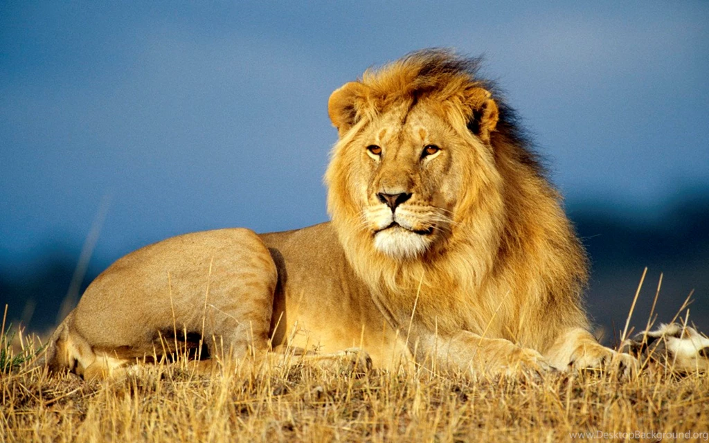 Great Wallpapers Of Lion Animals