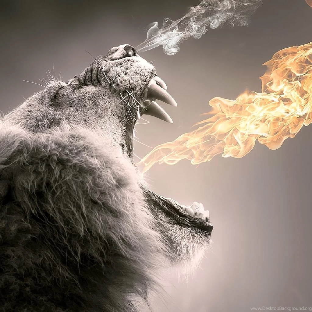 Lion Free Ipad Wallpapers