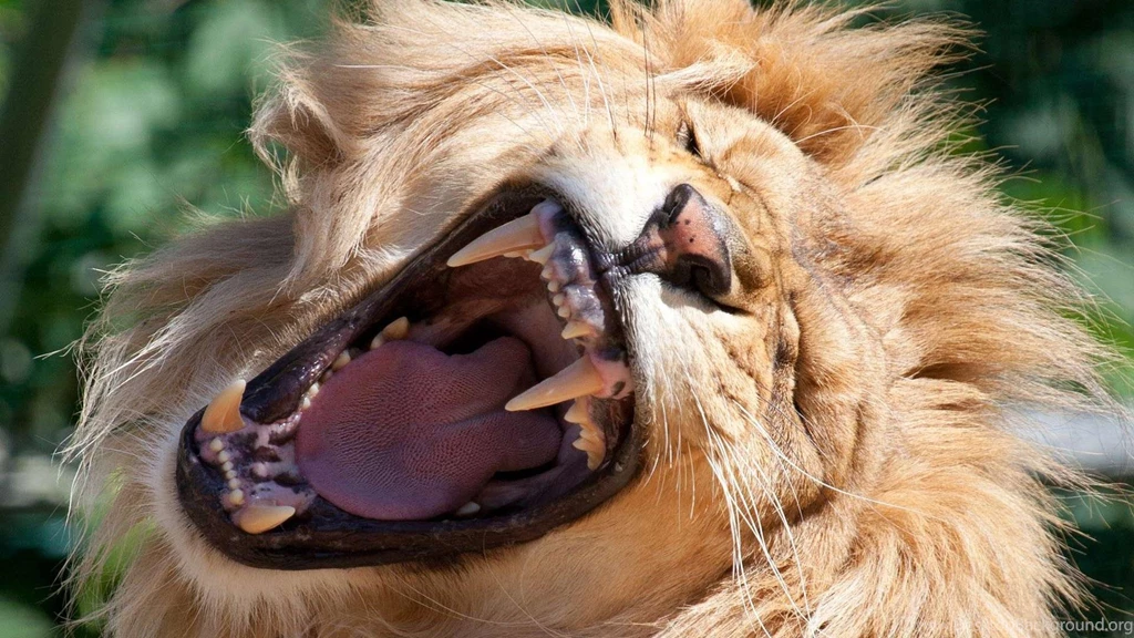 Roaring Lion   (