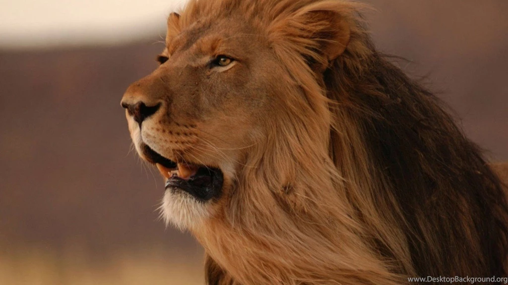 Gentle Roar, Side View