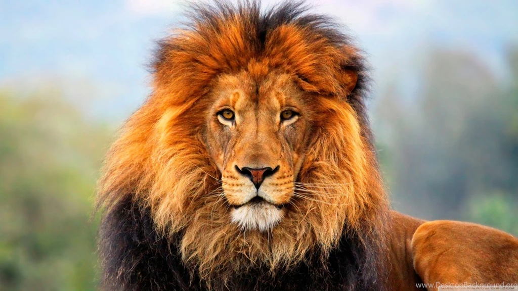 Roaring lion photo