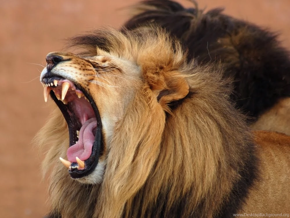 Roaring Lion Pictures   Widescreen HD Wallpapers