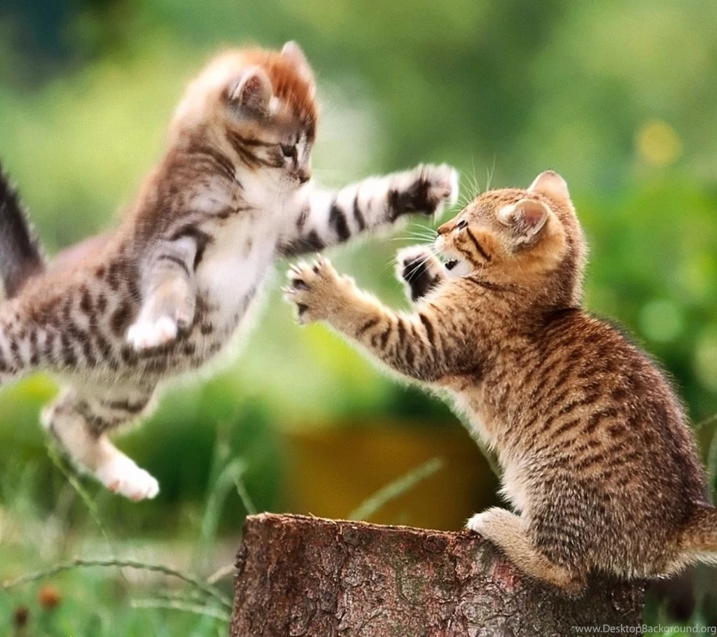 Kitty