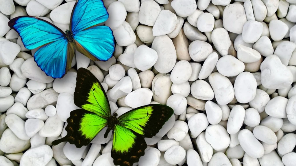 Desktop Butterfly Wallpapers HD CuteWallpaper.org