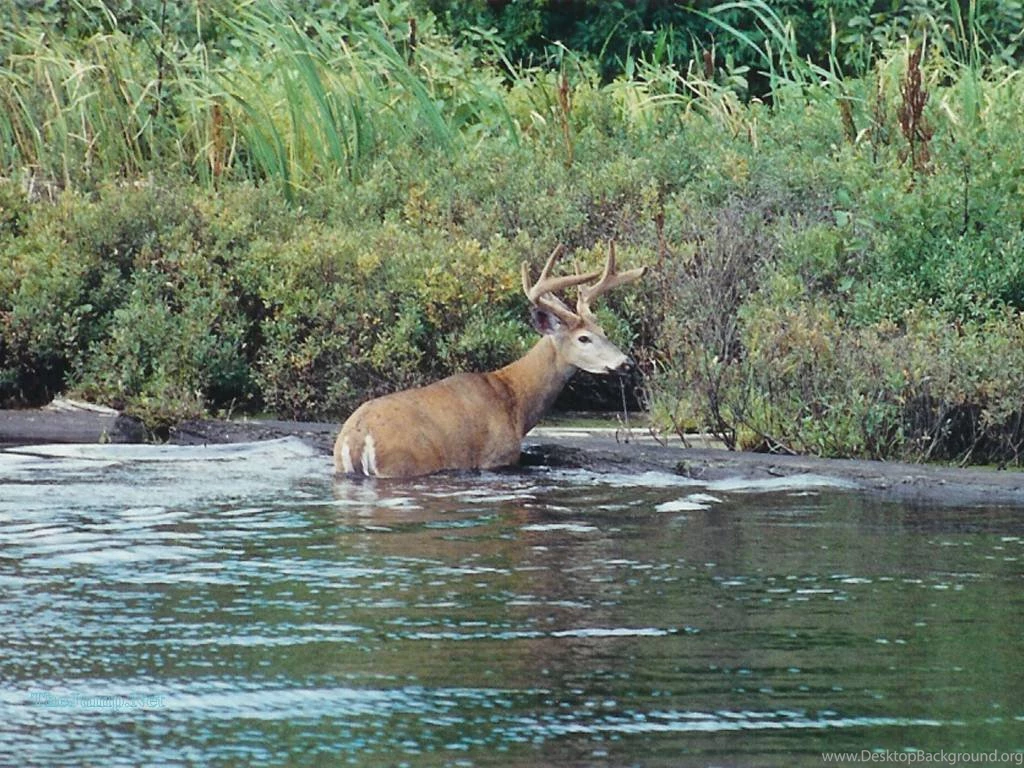 Outdoor Wallpapers 2015   Grasscloth Wallpapers