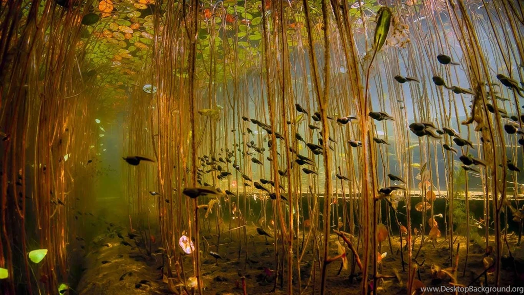 Bing Wallpapers [Daily]: © Bing Wallpapers Daily 2013.05.18