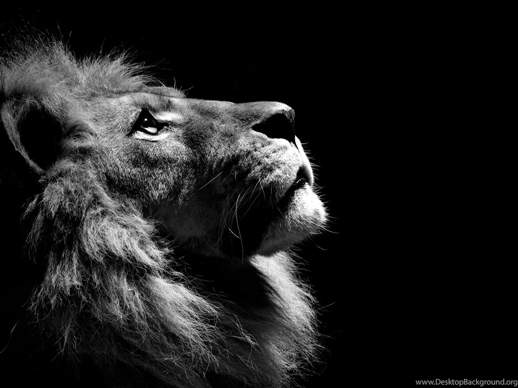 1600x1200 Animal, Lion, Black And White, Leo Wallpapers And ...